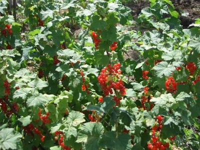 Лот: 668963. Фото: 1. Участок 7 соток. Земельные участки