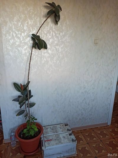 Лот: 13987711. Фото: 1. Фикус крупнолистовой (большой... Горшечные растения и комнатные цветы