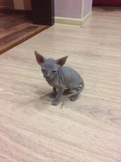 Лот: 4169015. Фото: 1. Котята Сфинкса по лучшей цене!. Кошки, котята