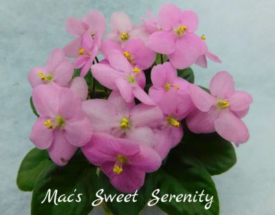 Лот: 8500664. Фото: 1. Минифиалка сортовая Mac's Sweet... Горшечные растения и комнатные цветы