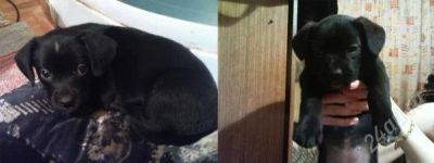 Лот: 807393. Фото: 1. Отдам за символическую плату 2-х... Остальные животные
