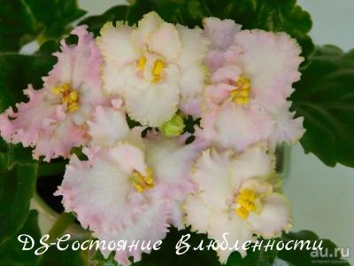 Лот: 8468001. Фото: 1. Фиалка сортовая DS-Состояние Влюбленности... Горшечные растения и комнатные цветы
