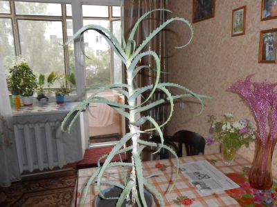 Лот: 7978753. Фото: 1. Алоэ. Горшечные растения и комнатные цветы