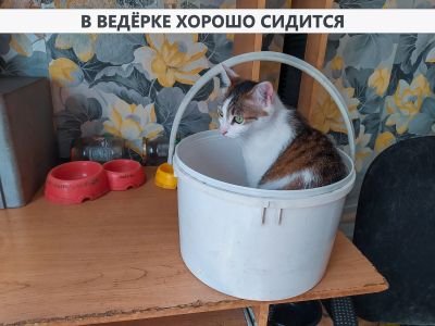 Лот: 20755554. Фото: 1. Разговорчивая кошка Нюша, трёхцветный... Кошки, котята