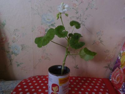 Лот: 19906945. Фото: 1. растение комнатное Герань белая. Горшечные растения и комнатные цветы