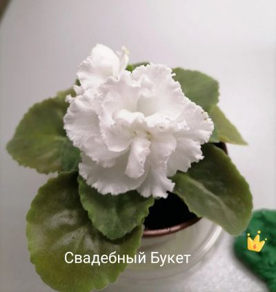 Лот: 16858945. Фото: 1. Фиалка сортовая Свадебный Букет... Горшечные растения и комнатные цветы
