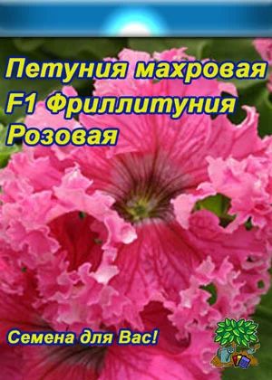 Лот: 3987487. Фото: 1. Петуния бахромчатая Фриллитуния... Другое (семена, рассада, садовые растения)