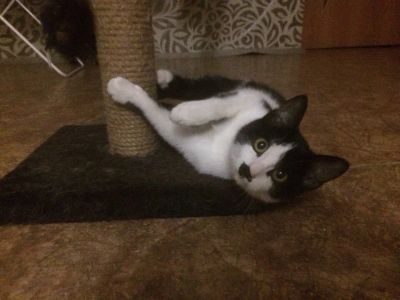 Лот: 8430758. Фото: 1. Котята. Кошки, котята