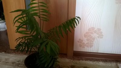 Лот: 7648624. Фото: 1. Пальма молодое растение Хамедорея. Горшечные растения и комнатные цветы