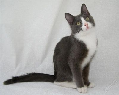 Лот: 905473. Фото: 1. Котик ждет заботливых хозяев!. Остальные животные