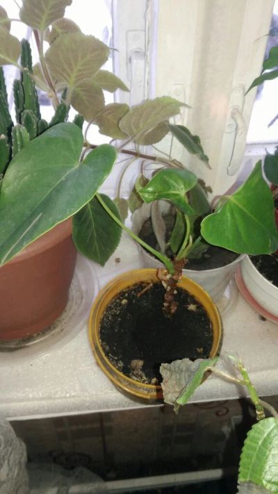 Лот: 16740313. Фото: 1. растение антуриум мужское счастье. Горшечные растения и комнатные цветы