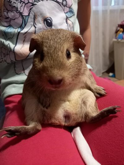 Лот: 17333860. Фото: 1. Морская свинка. Домики, переноски, клетки, когтеточки