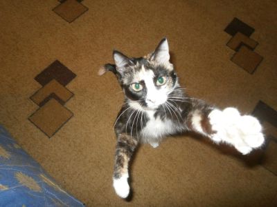 Лот: 8461993. Фото: 1. отдам кошку. Кошки, котята