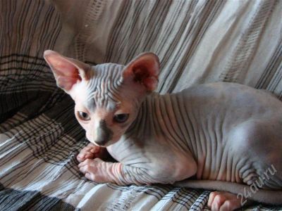 Лот: 263886. Фото: 1. котята канадского сфинкса. Остальные животные