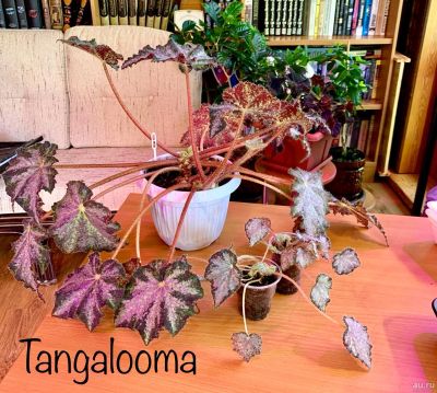Лот: 13536021. Фото: 1. Бегония Tangalooma. Горшечные растения и комнатные цветы