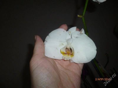 Лот: 2664529. Фото: 1. Орхидея фаленопсис 3. Горшечные растения и комнатные цветы