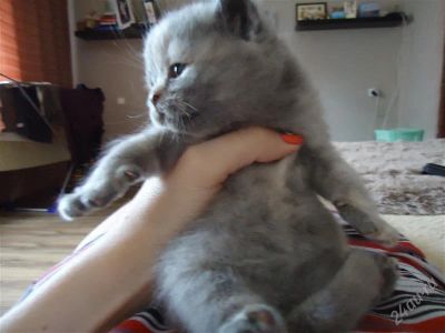 Лот: 2943412. Фото: 1. очаровательная британочка. Кошки, котята