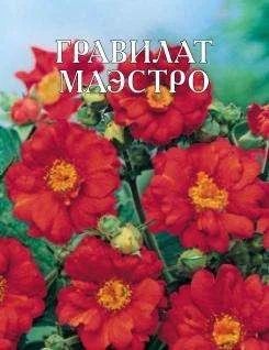 Лот: 11024325. Фото: 1. Гравилат чилийский Маэстро 0,05гр. Садовые цветы
