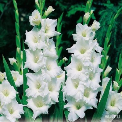 Лот: 9084840. Фото: 1. Гладиолус Бланч Флор (луковица... Садовые цветы