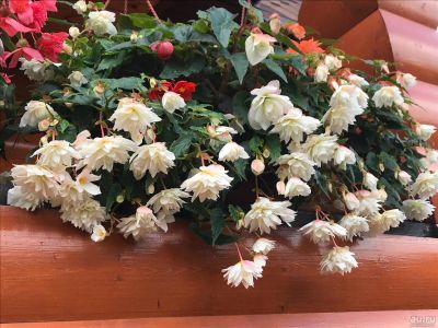 Лот: 11963702. Фото: 1. Бегония Беллекония Вайт Сноу... Горшечные растения и комнатные цветы