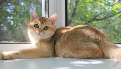 Лот: 5697233. Фото: 1. Британский котик золотого тикированного... Кошки, котята