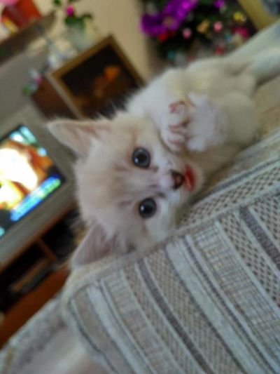 Лот: 8871388. Фото: 1. Кошечка. Кошки, котята