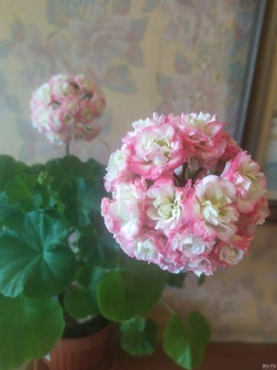 Лот: 3944218. Фото: 1. Пеларгония зональная 'Apple Blossom... Горшечные растения и комнатные цветы