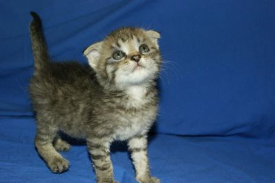 Лот: 4090936. Фото: 1. Шотландские котята. Кошки, котята