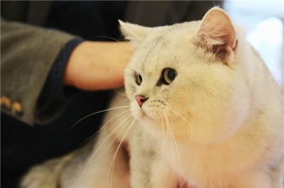 Лот: 10478352. Фото: 1. Взрослый шиншилла кот в разведение... Кошки, котята