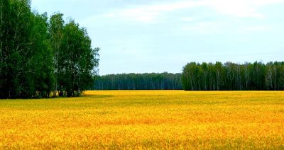 Лот: 8237525. Фото: 1. Земельный участок 11 га. Земельные участки