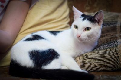 Лот: 7347958. Фото: 1. Кошка с сердечками на спине! Стерилизованная... Кошки, котята