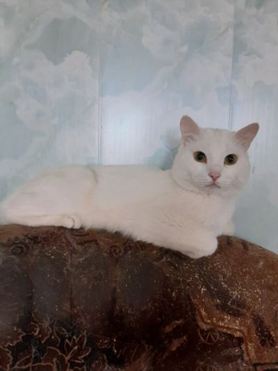 Лот: 20548909. Фото: 1. кот белый. Кошки, котята
