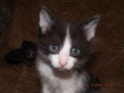 Лот: 4558065. Фото: 1. Отдам котят. Кошки, котята