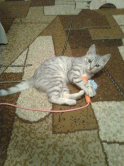 Лот: 3120002. Фото: 1. отдам котенка ( девочка). Кошки, котята