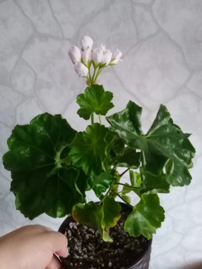 Лот: 20756061. Фото: 1. Пеларгония. Горшечные растения и комнатные цветы