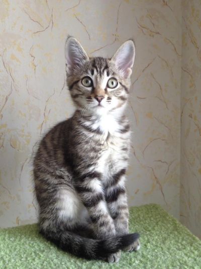 Лот: 7698050. Фото: 1. Кошечка, 3 месяца. Кошки, котята