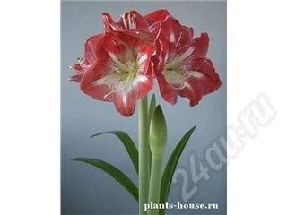 Лот: 451152. Фото: 1. гипераструмы. Горшечные растения и комнатные цветы