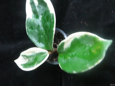 Лот: 13558174. Фото: 1. Хойя. Hoya carnosa big round leaves... Горшечные растения и комнатные цветы