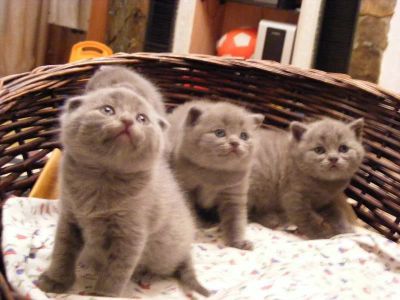Лот: 4193023. Фото: 1. Шотландские котята-маленькое... Кошки, котята