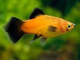 Лот: 16202554. Фото: 1. Пецилия трехцветная (Xiphophorus... Рыбки