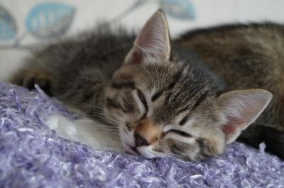 Лот: 7299804. Фото: 1. Очаровательный котёнок!!!. Кошки, котята