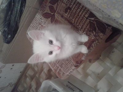 Лот: 3645188. Фото: 1. Отдам Котенка в хорошие руки. Кошки, котята