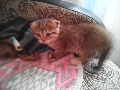 Лот: 8630213. Фото: 1. Шотландские котята. Кошки, котята