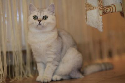 Лот: 10715130. Фото: 1. Продам британского котенка - девочка... Кошки, котята