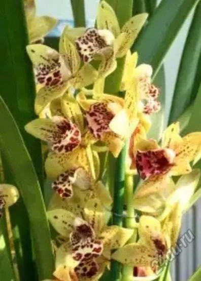 Лот: 5691130. Фото: 1. Орхидея цимбидиум ( не голландия... Горшечные растения и комнатные цветы