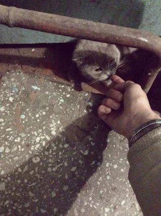 Лот: 4072604. Фото: 1. отдам в добрые руки бриташку. Кошки, котята