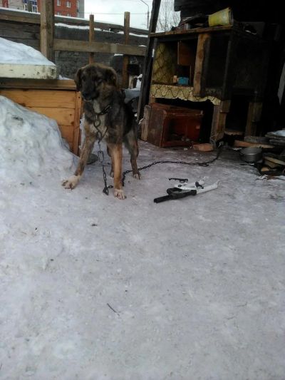 Лот: 8990846. Фото: 1. Продам собаку в добрые руки . Собаки, щенки