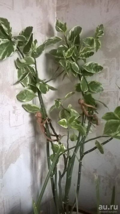 Лот: 8855674. Фото: 1. Пестрое бело-зеленое красивейшее... Горшечные растения и комнатные цветы