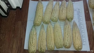 Лот: 8125082. Фото: 1. Кукуруза набор №8. Овощи, фрукты, зелень