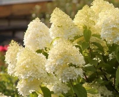 Лот: 17314729. Фото: 1. Гортензия Лаймлайт. Декоративные кустарники и деревья